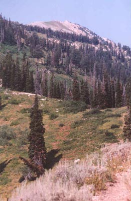 Ben Lomond above North Fork Park trail