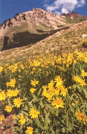 Flowers along trail to Flagstaff/Cardiff Pass