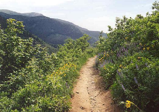 Flowers along Skyline trail