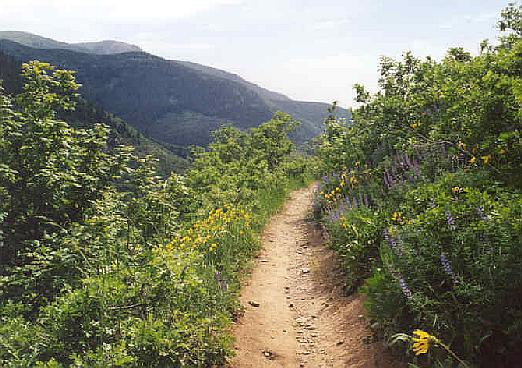 Flowers along Skyline trail